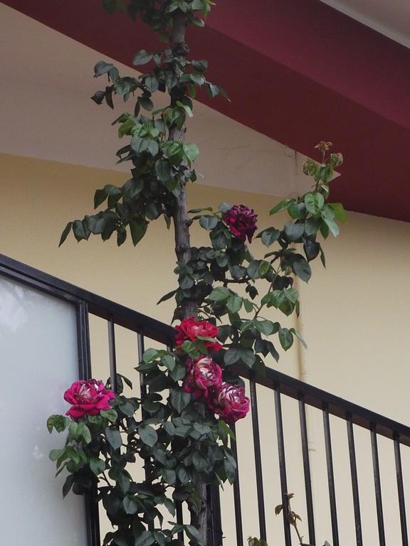 Hotel Hotel Renato Sesto San Giovanni