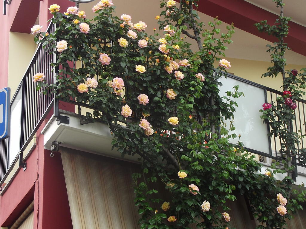 Hotel Renato